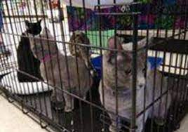 Search for other pet grooming in springfield on the real yellow pages®. All Pet Supplies Equine Center 1611 W Republic Rd Springfield Mo 65807 Yp Com