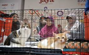 Sekiranya didapati anak kucing mereka nampak lesu, dengan najis yang cair, terus dapatkan khidmat rawatan klinik haiwan. Bernama Pkp Kerajaan Benarkan Klinik Veterinar Swasta Beroperasi Atas Janji Temu