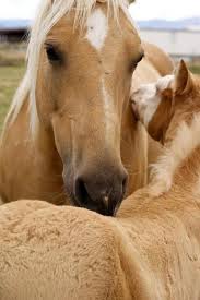 view all images at أجمل خيول العالم صور folder horses most beautiful horses beautiful horses