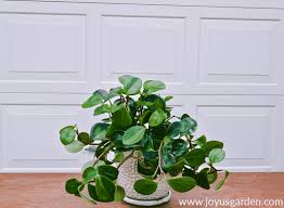 Pruning Propagating A Baby Rubber Plant Plant Cuttings Peperomia Plant Plants