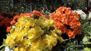 We did not find results for: Sunshine Express Garden Centre Niagara On The Lake Youtube