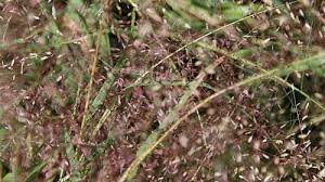 Image result for Eragrostis paradoxa