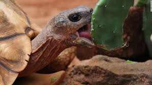 Well you're in luck, because here they come. World Turtle Day Excerpt From Hope For Animals And Their World