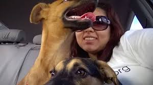 Santuario de Animales San Francisco de Asís, Inc.