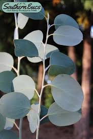 Image result for Eucalyptus angustissima