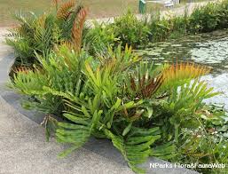 Image result for Acrostichum