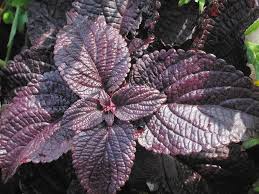 Image result for Coleus zombensis