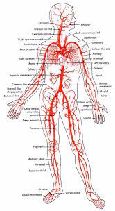 Blood vessels are often named after either the region of the body through which. Medicalce On Twitter Human Body Anatomy Medical Anatomy Medical Education