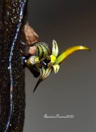 Image result for Bulbophyllum maximum