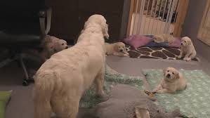Dog Shows Off Parenting Skills And Silences Litter With One Bark Dogs Golden Retriever Dogs Golden Retriever