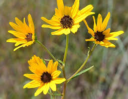 Image result for Helianthus angustifolius