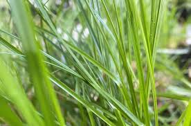 Image result for Geigeria schinzii