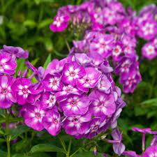 To ensure that your transplants will thrive, you need to provide the ideal conditions for phlox. Phlox Paniculata Laura White Flower Farm