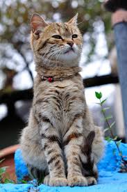 Asil Kedi Animals Crazy Cats Cats