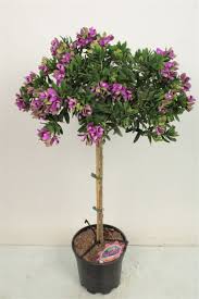 Image result for Polygala products