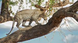 Lobo Valley: Best Big Cat Viewing in the North Serengeti – A Tanzania  Travelogue