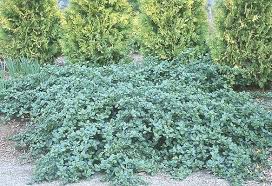 Erleben sie günstige preise und viele kostenlose extras wie proben & zeitschriften. Carmel Creeper Ceanothus Oregon State Univ Landscape Plants California Landscaping Plants Landscaping Plants