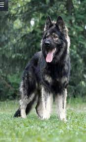 Long Coated Silver Sable German Shepherd From Bellevue German Shepherds Www Bellevuegsd Com Sable German Shepherd Shiloh Shepherd Dog German Shepherd Puppies