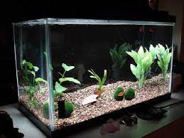 Model Aquarium Hias Yang Populer Hingga Saat Ini