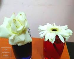 Maybe you would like to learn more about one of these? Why Do Flowers Change Color In Food Coloring Experiment For Kids Go Science Girls