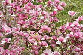 The attractive magnolia flower tree should be the one to plant if you want to have a flowering tree that doubles as a shade for your garden. Bloomy Magnolia Tree With Big Pink Flowers Stock Photo Picture And Royalty Free Image Image 19939571
