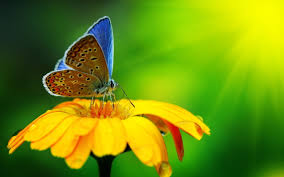 Two gray butterflies on yellow flowers. Blue Butterfly Nature Macro Flowers Butterfly Hd Wallpaper Wallpaper Flare