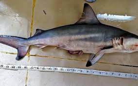 Six points are awarded for touchdowns scored, four. Pondicherry Shark Spotted Near Kakinada The Hindu