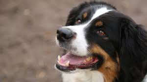 Australian Shepherd 101 Is The Australian Shepherd Dog Breed Right For You Youtube
