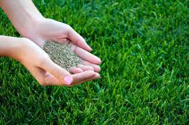 Landscaping design is a key component in having a green, thick lawn as it takes into consideration the type of seed best. Cold Hardy Grass Seed Tips On Planting Grass Seed In Zone 6 Gardens
