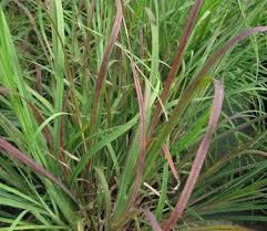 Image result for Andropogon schirensis