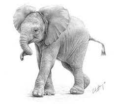 Elephant Drawing Baby Elephant Drawing Elephant Sketch Free for commercial use no attribution required high quality images. baby elephant drawing elephant sketch