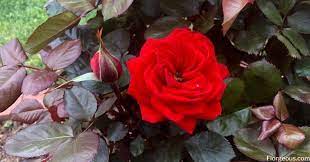 Red Roses Varieties Meaning And Pictures Florgeous Planting Roses Red Roses Rose Varieties
