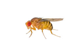 Maybe you would like to learn more about one of these? How Long Do Flies Live Griffin Pest Solutions