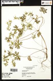 Image result for Geranium aculeolatum