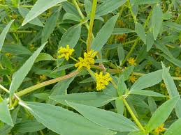 Image result for Flaveria bidentis