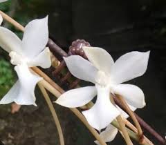 Image result for Aerangis kotschyana