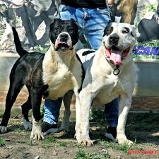 They protected the livestock from from wild predators. Seven Sharky Dinasty Kennel Zuchtbetrieb