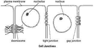 Maybe you would like to learn more about one of these? Cell Junctions
