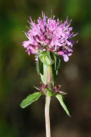 Image result for Syncolostemon bracteosus