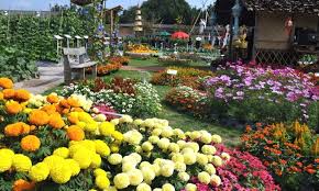 Kota bandung dikenal memiliki beragam wisata mulai dari wisata alam, wisata edukasi, wisata bersejarah, hingga wisata religi. Indahnya Taman Begonia Lembang Di Bandung Sering Jalan