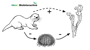 Coloring worksheet animal cell coloring key image information: Biology Corner