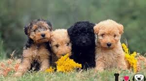 Este perro de ojos saltones y orejas de murciélago es bastante ruidoso y no por sus ladridos. Top 100 Nombres Para Perros Mejores Nombres De 2021