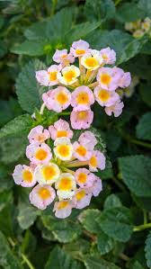 Image result for Verbenaceae