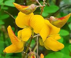 Image result for Crotalaria podocarpa