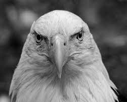 30000 bald eagle clip art in black and white. Bald Eagle Black And White By Arcadian7 On Deviantart