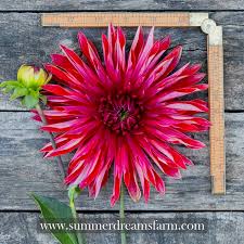 We did not find results for: Dahlias By Color Red Dahlia Summerdreamsfarm