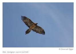 Felswände (flach und ovale horste) und hohe bäume (runder und höher). Newsletter Greifvogel Mai 2019 Nationalpark Hohe Tauern