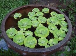 Pin On Pond Plants