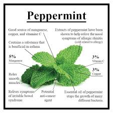Peppermint Peppermint Is A Hybrid Mint A Cross Between Watermint And Spearmint Indigenous T In 2020 Coconut Health Benefits Food Health Benefits Health And Nutrition