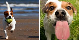 Chien jack russel jack russell puppies jack russell terriers pet dogs dog cat baby animals cute the jack russell terrier choice picture gallery contains hundreds of pictures selected by our staff pakajack russells. 24 Reasons Why You Should Never Adopt A Jack Russell
